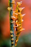 Dragon Shrimp, Miropandalus hardingi, On Whip Coral