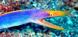 Ribbon Moray Eel, Rhinomuraena quaesita, Male