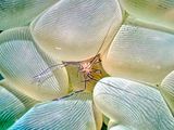 Bubble Coral Shrimp, Vir philippinensis, On Telmatactis Anemone