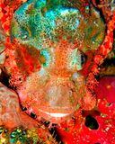 Scorpionfish Frontal, Close, Scorpaena barbatus