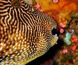 Reticulated puffer: Arothron reticularis, CuP