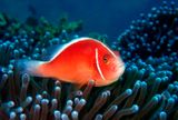 Pink Anemonefish, Amphiprion perideraion