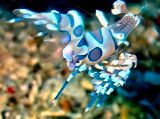 Arlequin Shrimp, Jumping