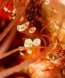 Sexy Anemone Shrimp, Thor amboinensis