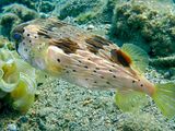 Long-Spine Porcupinefish, Diodon holocanthus