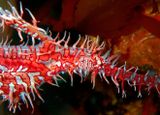 Orange Ornate Ghost Pipefish Solenostomus paradoxus 