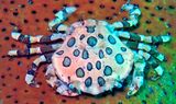 Sea Cucumber Swimming Crab, Lissocarcinus orbicularis