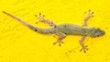 Geko, Loca lFauna