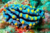 Fried-Egg Nudibranch, Phyllidia varicosa