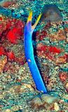 Ribbon Moray Eel, Rhinomuraena quaesita