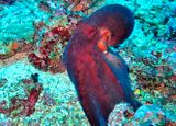 Octopus In Red: Day Octopus, Octopus cyanea