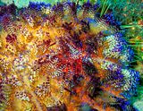 Variable Fire Urchin, Coleman Shrimp