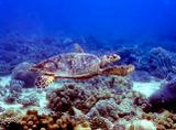 Hawksbill Turtle Swimming 