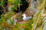 Seagull on Nest
