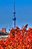 SkyTree In Autumn