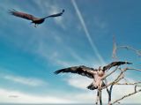 Falco pescatore attaccato da Falco di palude