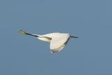 Silkeshger <br> Little Egret <br> Egretta garzetta