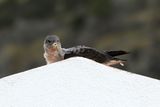 Gulnbbad lira <br>Calonectris diomedea <br>Corys Shearwater