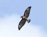 Ormvrk <br> Common Buzzard <br>Buteo buteo (rothschildi)
