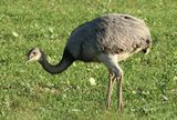 Strre nandu <br> Greater rhea <br> Rhea americana