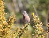 Provencesngare<br> Sylvia undata<br> Dartford Warbler