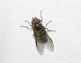 Marsflickblomfluga <br> Melangyna quadrimaculata