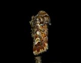 Tallfly <br> Panolis flammea