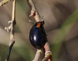 Krypvideglansbagge <br> Chrysomela collaris