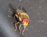 Hrig solblomfluga <br> Syrphus torvus
