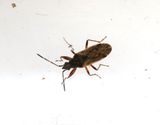 Pachybrachius fracticollis