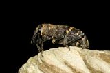 Vanlig snytbagge <br> Hylobius abietis