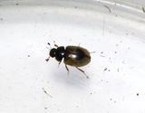 Cercyon unipunctatus
