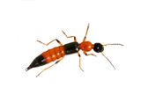Paederus riparius