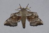 Poppelsvrmare <br> Laothoe populi