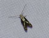 Hagtornsmrgmal <br> Blastodacna hellerella
