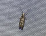 Hagtornsgrmal <br> Paraswammerdamia lutarea