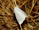 Vit tigerspinnare <br> Spilosoma urticae
