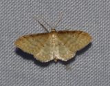 Benfrgad lvmtare <br> Idaea fuscovenosa