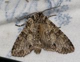 Dimlundfly <br> Polia nebulosa