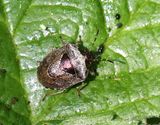 Eysarcoris venustissimus