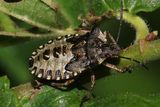 Rdbent brfis <br> Forest Bug <br> Pentatoma rufipes