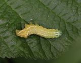 Pyramidbuskfly <br> Amphipyra pyramidea
