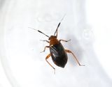 Capsus ater