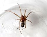Husvaxspindel <br> Steatoda grossa