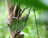 Brunsidig skogssngare <br> Chestnut-sided warbler <br> Setophaga pensylvanica