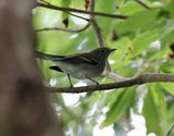Brunsidig skogssngare <br> Chestnut-sided warbler <br> Setophaga pensylvanica