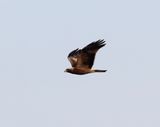Dvrgrn <br> Booted Eagle<br> Aquila pennatus