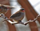 Orangekindad astrild <br>Orange-cheeked waxbill <br> Estrilda melpoda