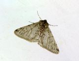 Gr fjdermtare <br>  Phigalia pilosaria