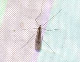 Trichocera regelationis